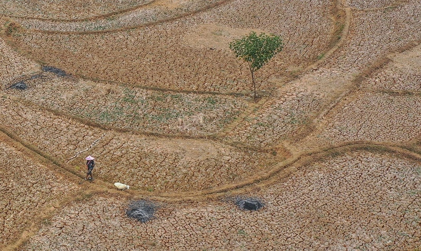 Five ways El Niño is affecting the weather around the world