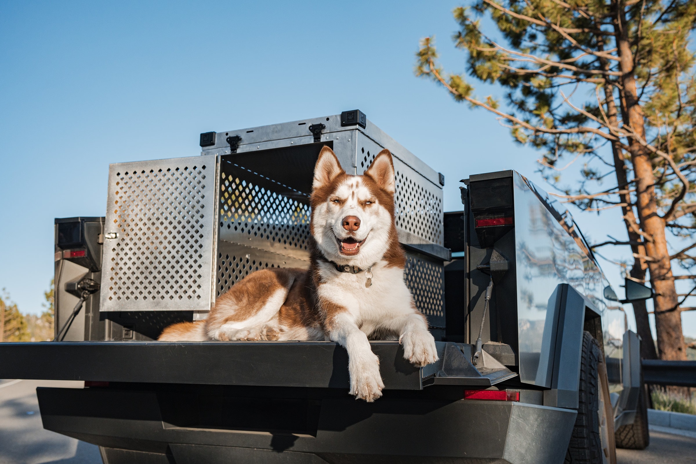 Siberian Husky in a secure crate on a vehicle, enjoying the outdoors.